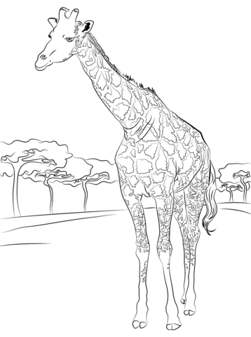 Beautiful Giraffe Coloring Page